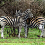 Plains Zebra (Equus quagga) @ Phinda Private Game Reserve, South Africa. Photo: Håvard Rosenlund
