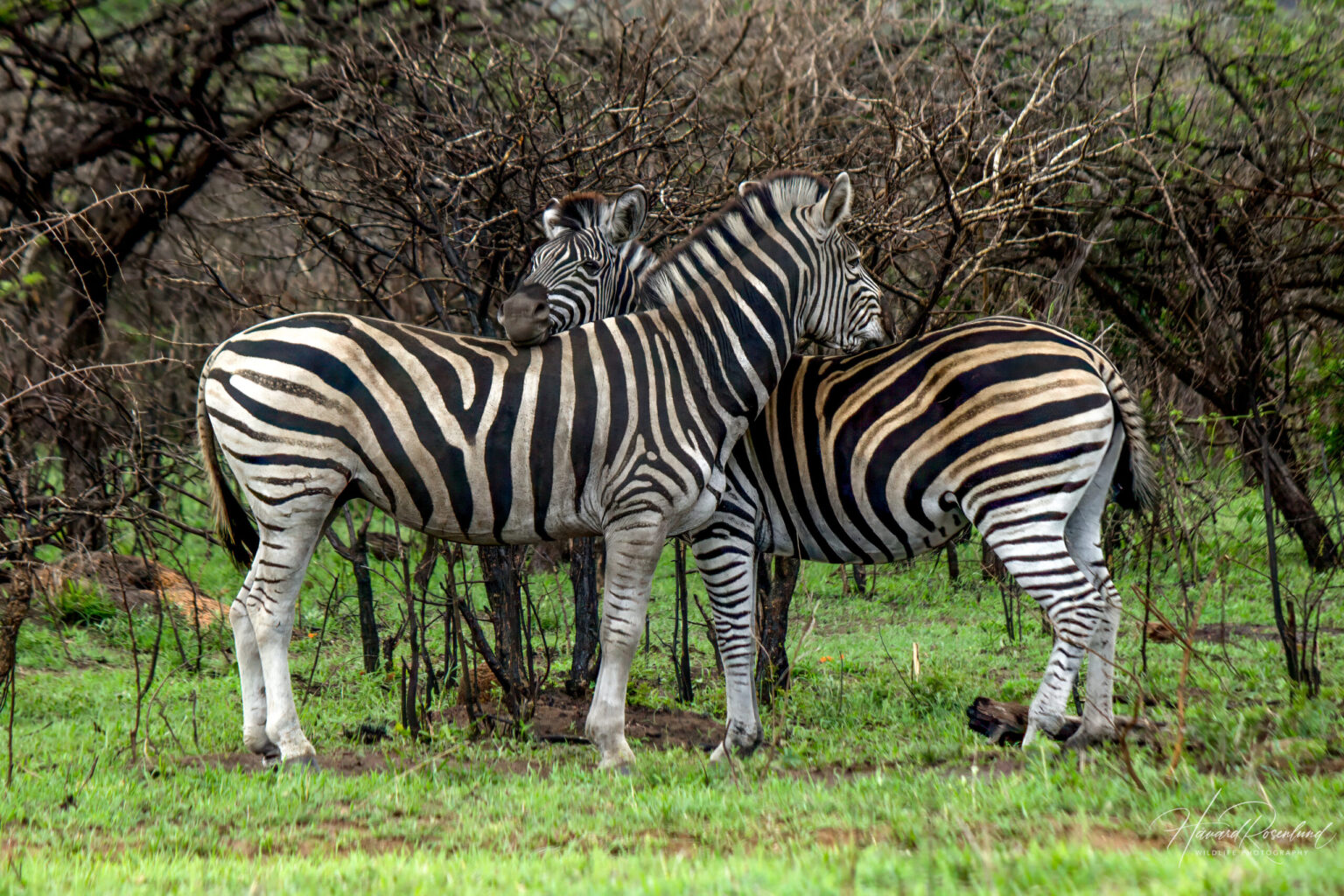 Plains Zebra (Equus quagga) @ Phinda Private Game Reserve, South Africa. Photo: Håvard Rosenlund