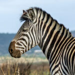 Plains Zebra (Equus quagga) @ Phinda Private Game Reserve, South Africa. Photo: Håvard Rosenlund