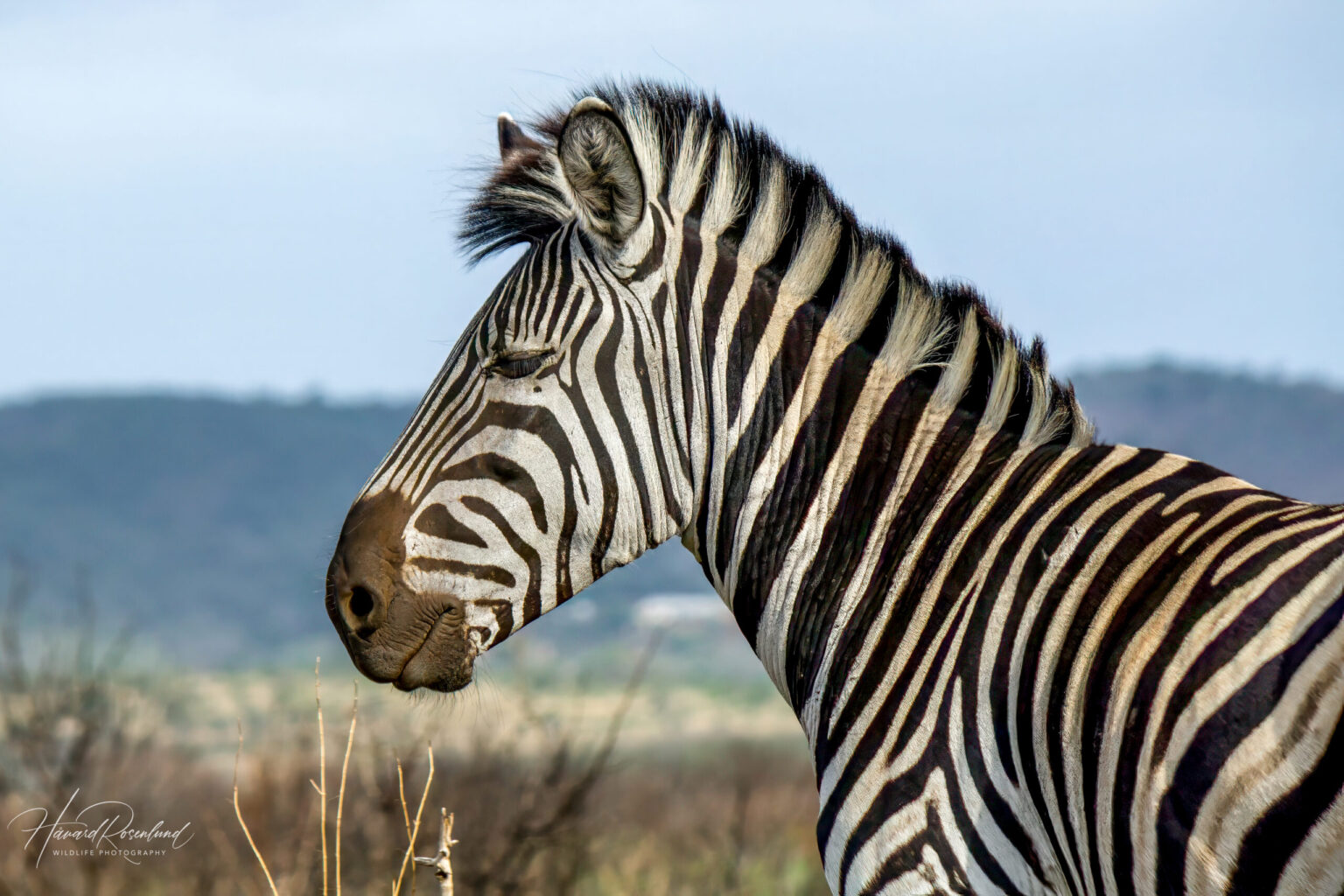 Plains Zebra (Equus quagga) @ Phinda Private Game Reserve, South Africa. Photo: Håvard Rosenlund