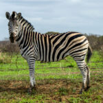 Plains Zebra (Equus quagga) @ Phinda Private Game Reserve, South Africa. Photo: Håvard Rosenlund