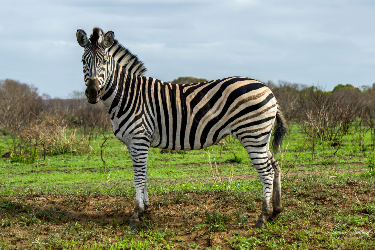Plains Zebra (Equus quagga) @ Phinda Private Game Reserve, South Africa. Photo: Håvard Rosenlund