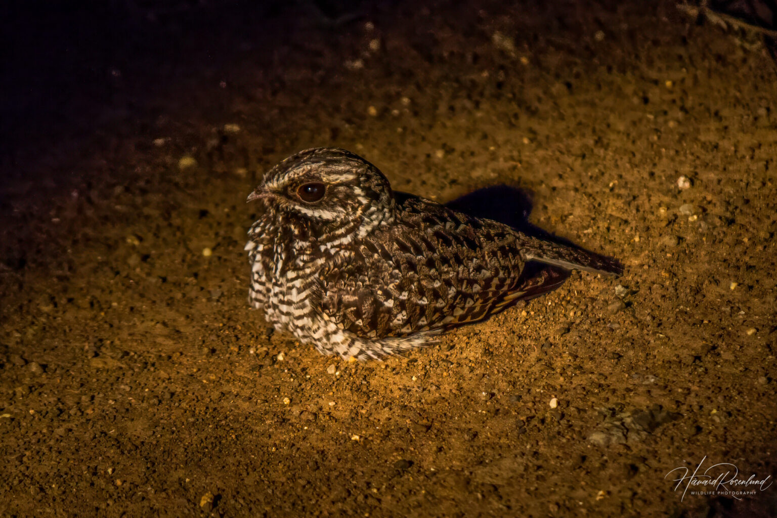 Swamp Nightjar (Caprimulgus natalensis) @ Eastern Shores - iSimangaliso Wetland Park, South Africa. Photo: Håvard Rosenlund