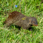 Banded Mongoose (Mungos mungo) @ Eastern Shores - iSimangaliso Wetland Park, South Africa. Photo: Håvard Rosenlund