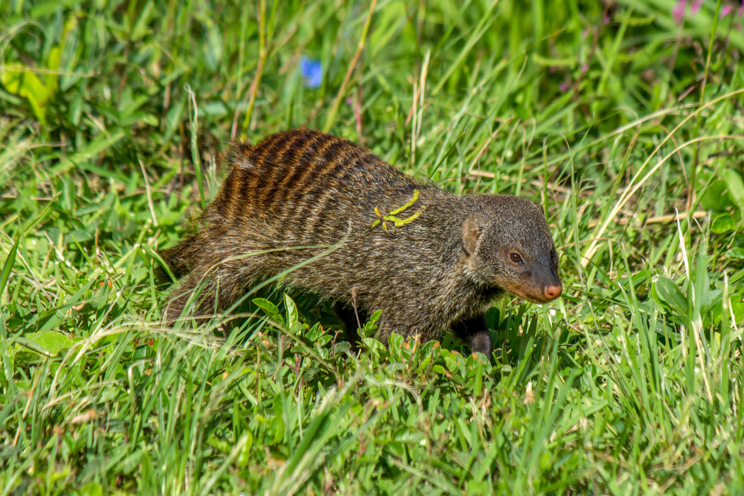 Banded Mongoose (Mungos mungo) @ Eastern Shores - iSimangaliso Wetland Park, South Africa. Photo: Håvard Rosenlund