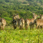 Common Waterbuck (Kobus ellipsiprymnus) @ Eastern Shores - iSimangaliso Wetland Park, South Africa. Photo: Håvard Rosenlund