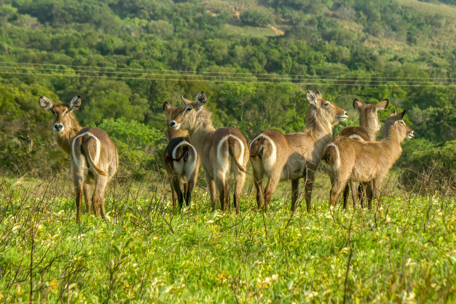 Common Waterbuck (Kobus ellipsiprymnus) @ Eastern Shores - iSimangaliso Wetland Park, South Africa. Photo: Håvard Rosenlund