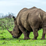 White Rhinoceros (Ceratotherium simum) @ Phinda Private Game Reserve, South Africa. Photo: Håvard Rosenlund