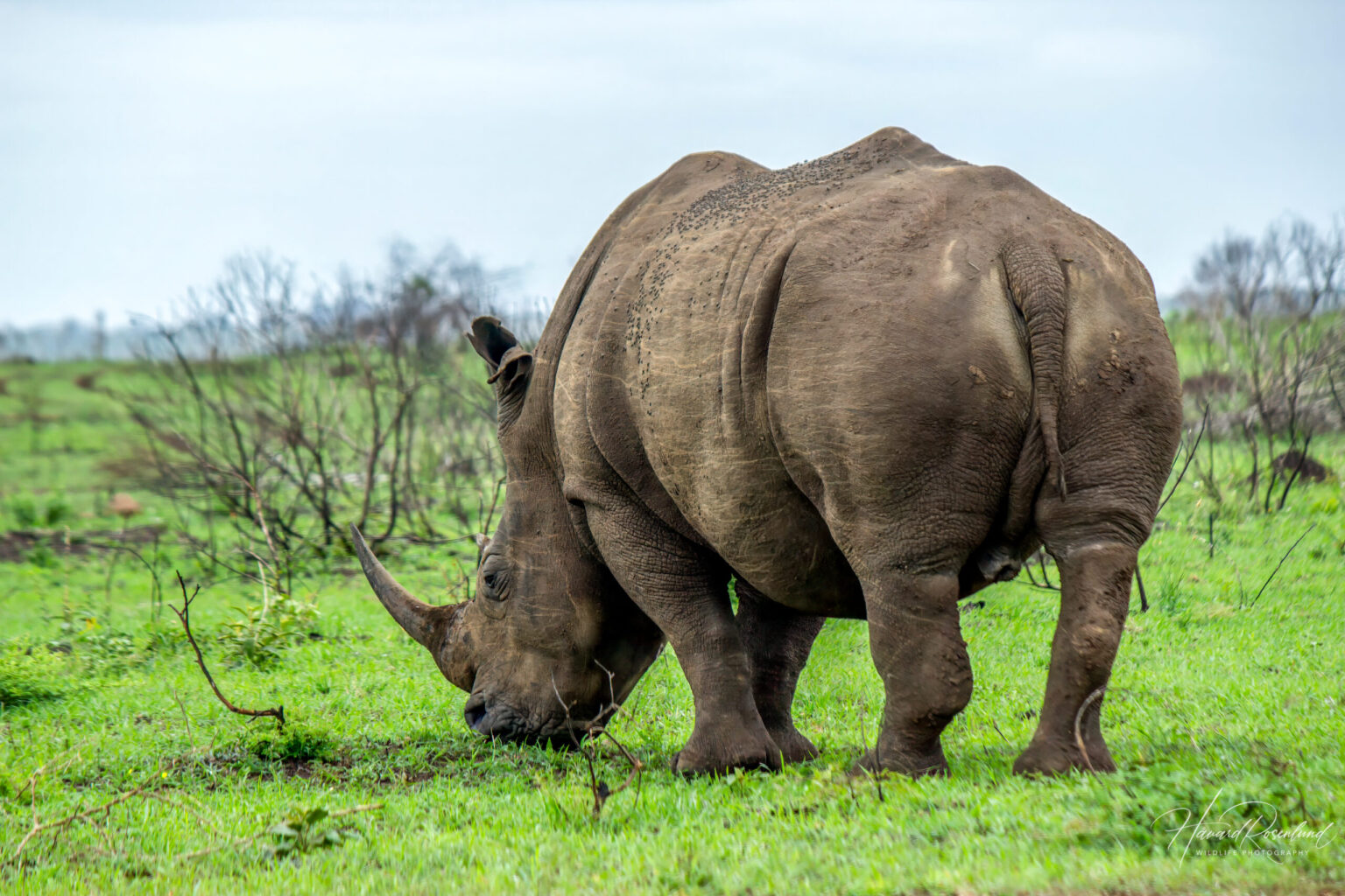 White Rhinoceros (Ceratotherium simum) @ Phinda Private Game Reserve, South Africa. Photo: Håvard Rosenlund