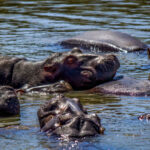 Hippopotamus (Hippopotamus amphibius) @ St Lucia Estuary, South Africa. Photo: Håvard Rosenlund