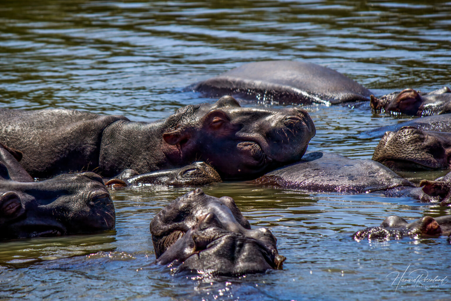 Hippopotamus (Hippopotamus amphibius) @ St Lucia Estuary, South Africa. Photo: Håvard Rosenlund