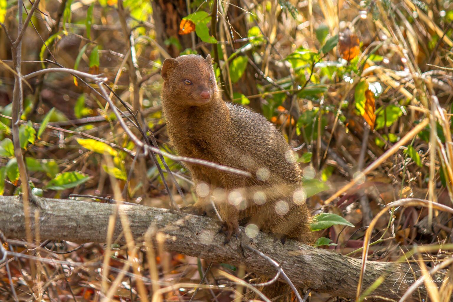 Smalmungo (Herpestes sanguineus) @ Tembe Elephant Park, Sør-Afrika. Foto: Håvard Rosenlund