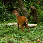 Natal Red Duiker (Cephalophorus natalensis) @ Eastern Shores - iSimangaliso Wetland Park, South Africa. Photo: Håvard Rosenlund