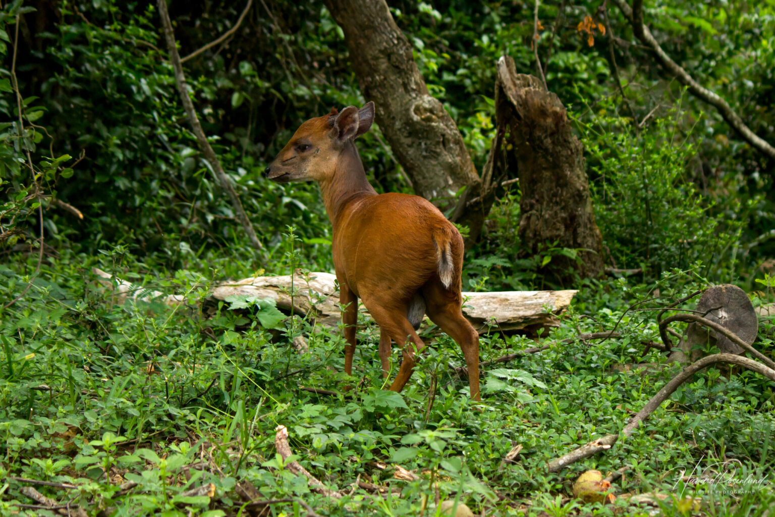 Natal Red Duiker (Cephalophorus natalensis) @ Eastern Shores - iSimangaliso Wetland Park, South Africa. Photo: Håvard Rosenlund