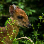 Natal Red Duiker (Cephalophorus natalensis) @ Eastern Shores - iSimangaliso Wetland Park, South Africa. Photo: Håvard Rosenlund