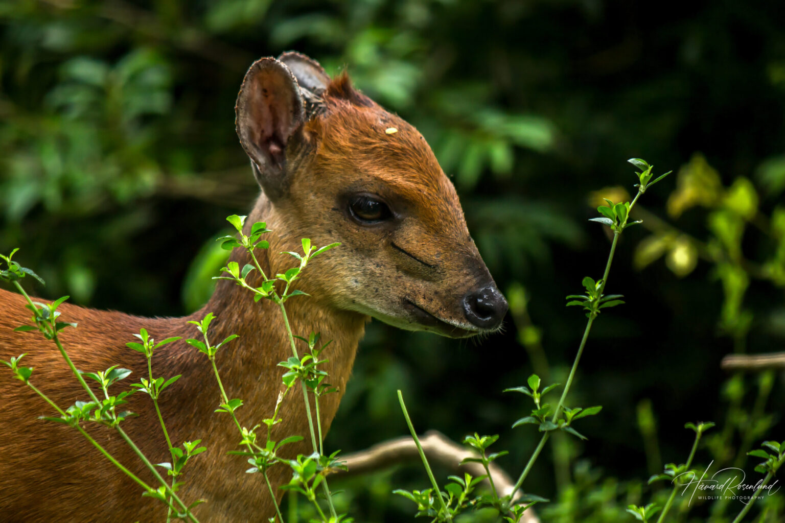 Natal Red Duiker (Cephalophorus natalensis) @ Eastern Shores - iSimangaliso Wetland Park, South Africa. Photo: Håvard Rosenlund