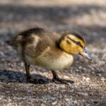 Mallard (Anas platyrhynchos) @ Nittedal, Norway. Photo: Håvard Rosenlund