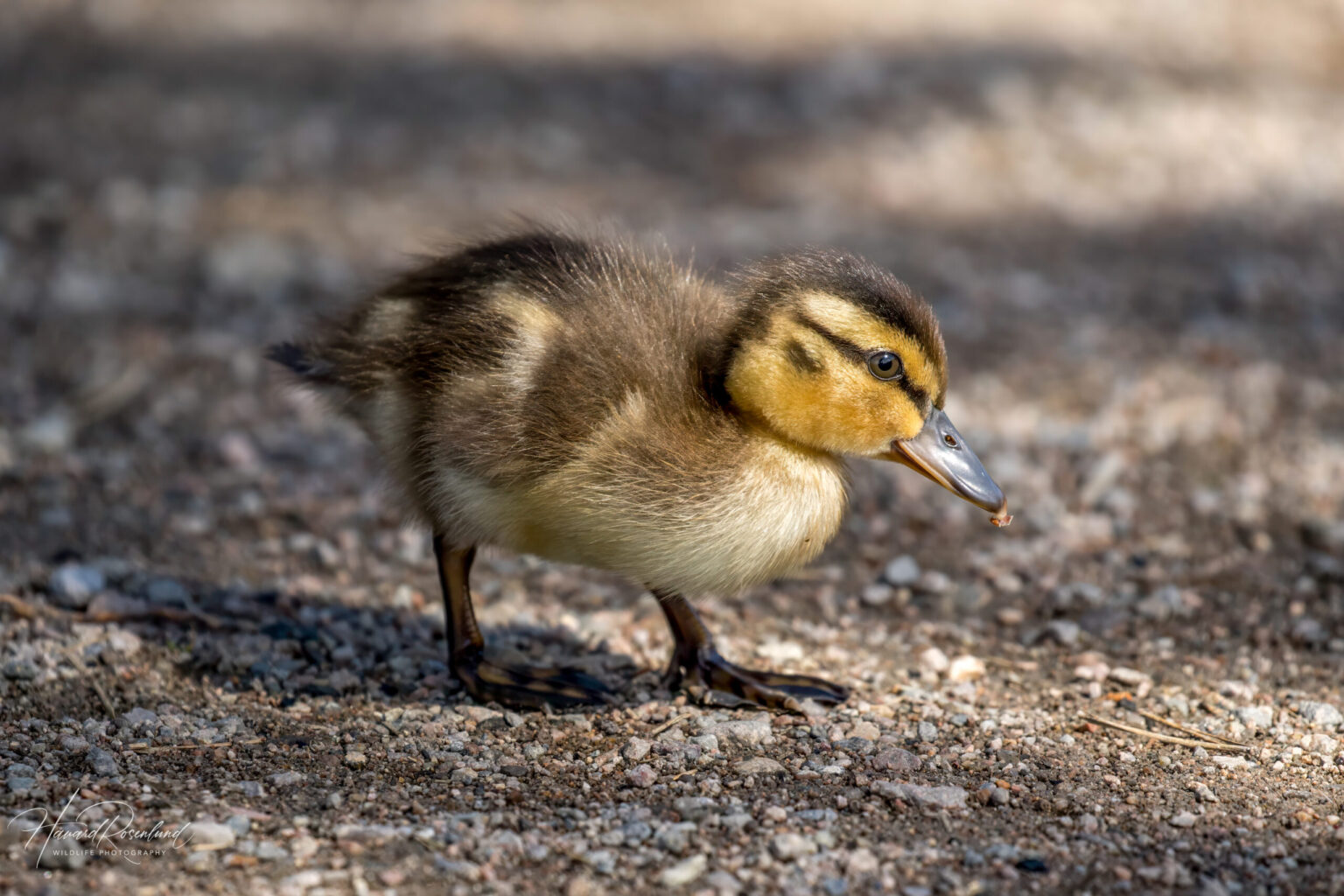 Mallard (Anas platyrhynchos) @ Nittedal, Norway. Photo: Håvard Rosenlund