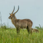 Common Waterbuck (Kobus ellipsiprymnus) @ Western Shores - iSimangaliso Wetland Park, South Africa. Photo: Håvard Rosenlund