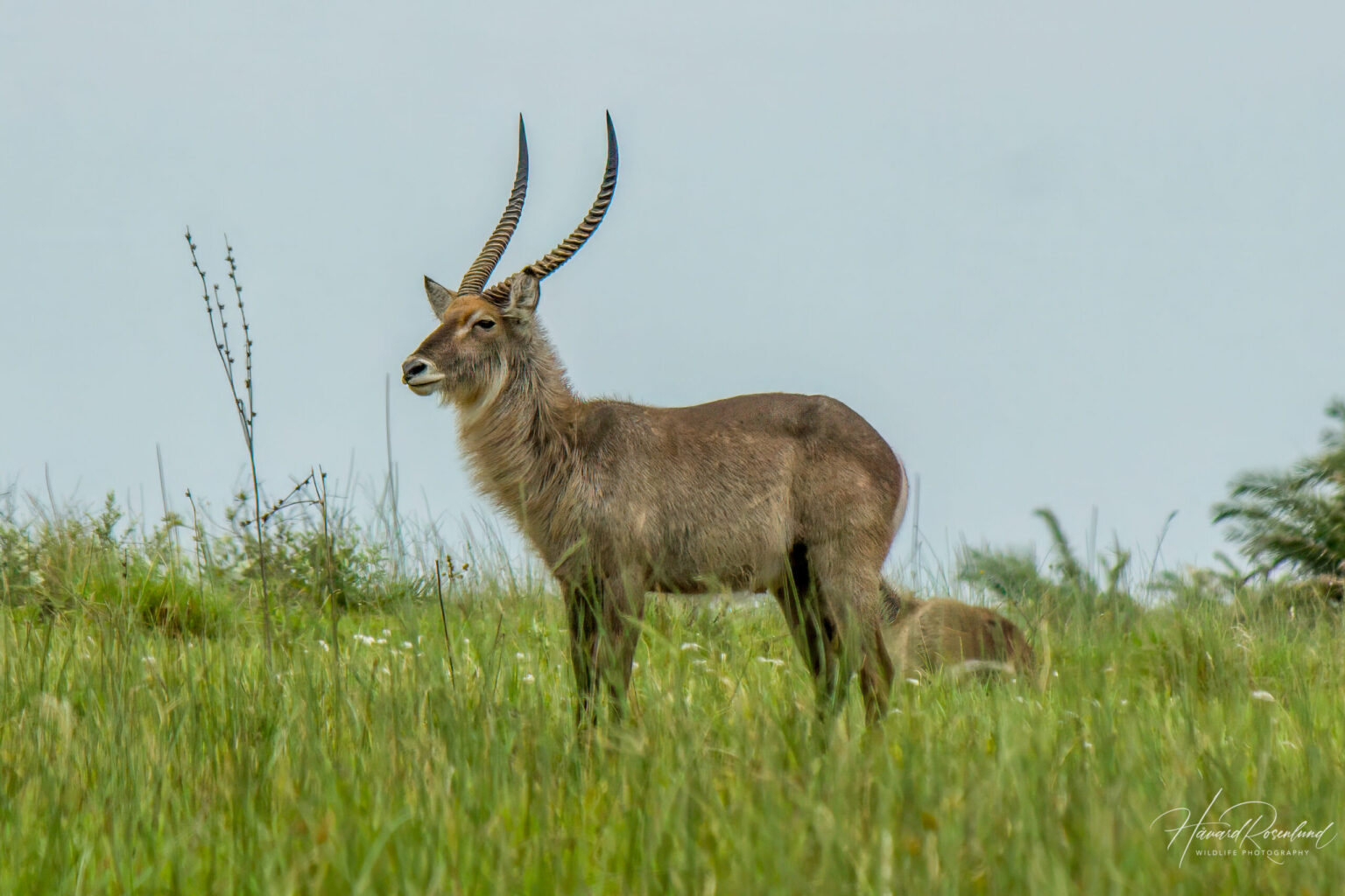 Common Waterbuck (Kobus ellipsiprymnus) @ Western Shores - iSimangaliso Wetland Park, South Africa. Photo: Håvard Rosenlund