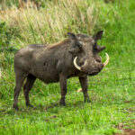Common Warthog (Phacochoerus africanus) @ Phinda Private Game Reserve, South Africa. Photo: Håvard Rosenlund