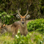 Common Waterbuck (Kobus ellipsiprymnus) @ Western Shores - iSimangaliso Wetland Park, South Africa. Photo: Håvard Rosenlund