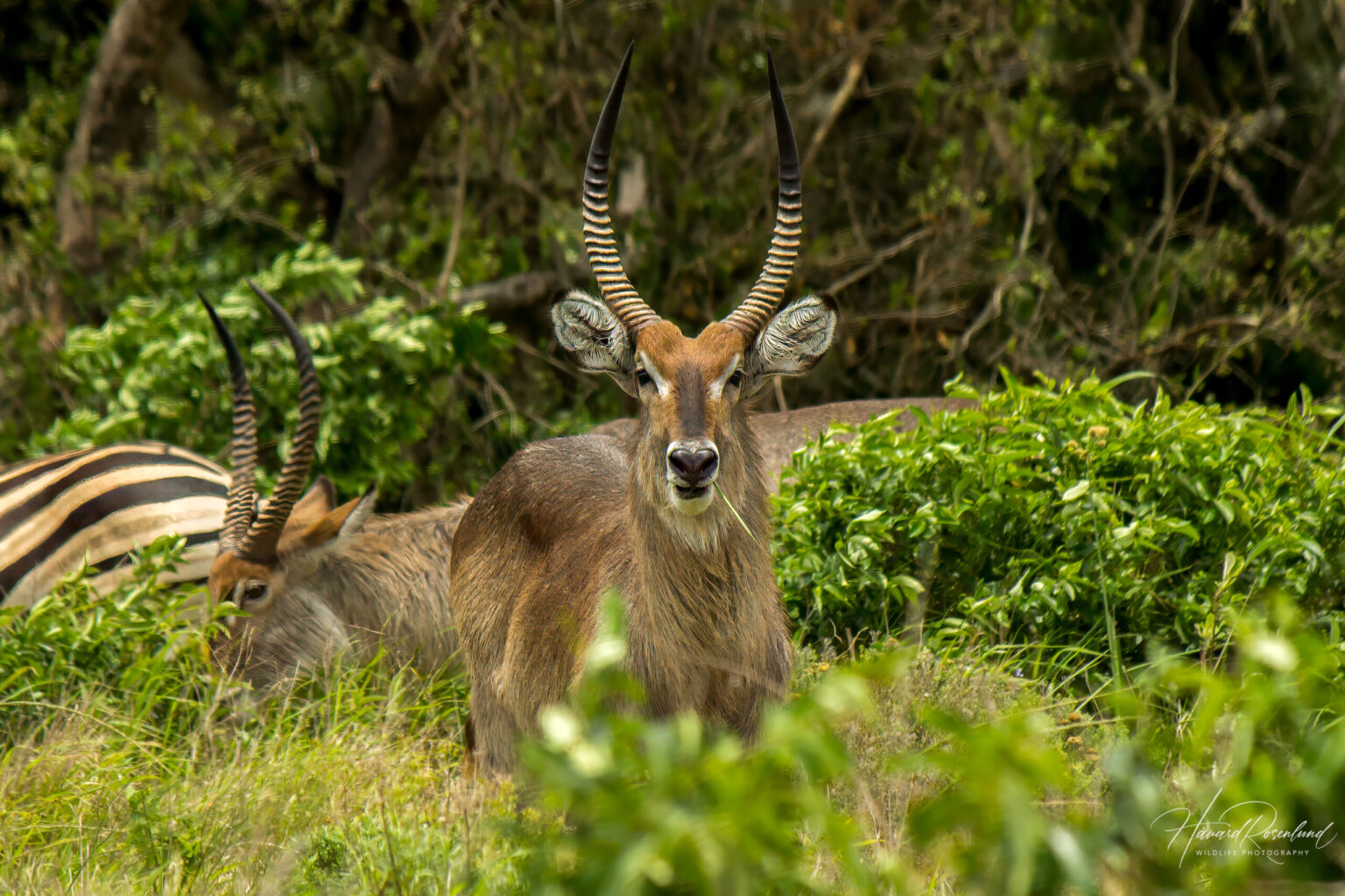 Common Waterbuck (Kobus ellipsiprymnus) @ Western Shores - iSimangaliso Wetland Park, South Africa. Photo: Håvard Rosenlund