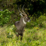 Common Waterbuck (Kobus ellipsiprymnus) @ Western Shores - iSimangaliso Wetland Park, South Africa. Photo: Håvard Rosenlund