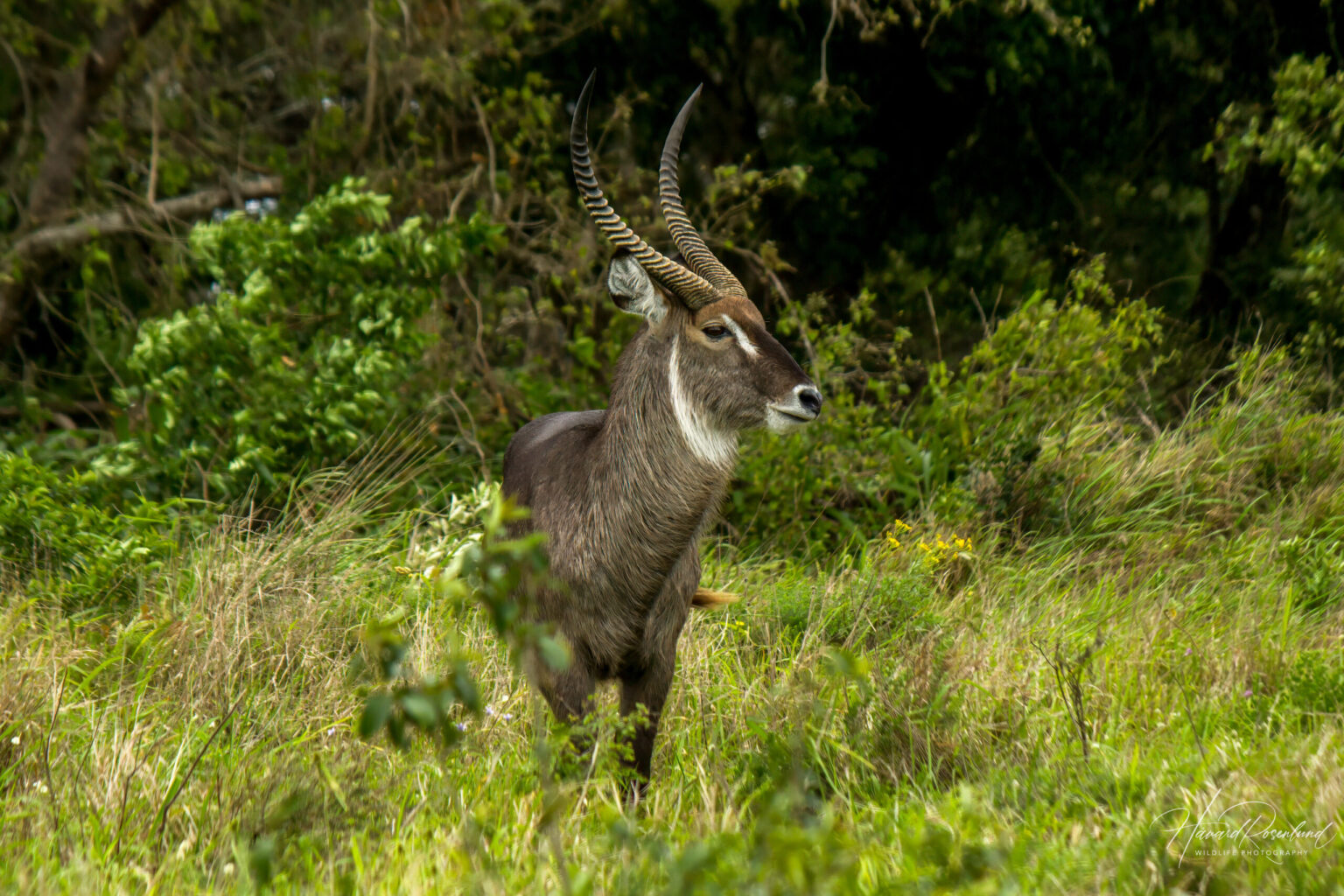 Common Waterbuck (Kobus ellipsiprymnus) @ Western Shores - iSimangaliso Wetland Park, South Africa. Photo: Håvard Rosenlund