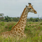 Southern Giraffe (Giraffa giraffa) @ Western Shores - iSimangaliso Wetland Park, South Africa. Photo: Håvard Rosenlund