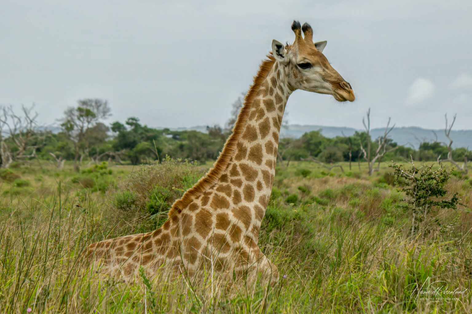Southern Giraffe (Giraffa giraffa) @ Western Shores - iSimangaliso Wetland Park, South Africa. Photo: Håvard Rosenlund