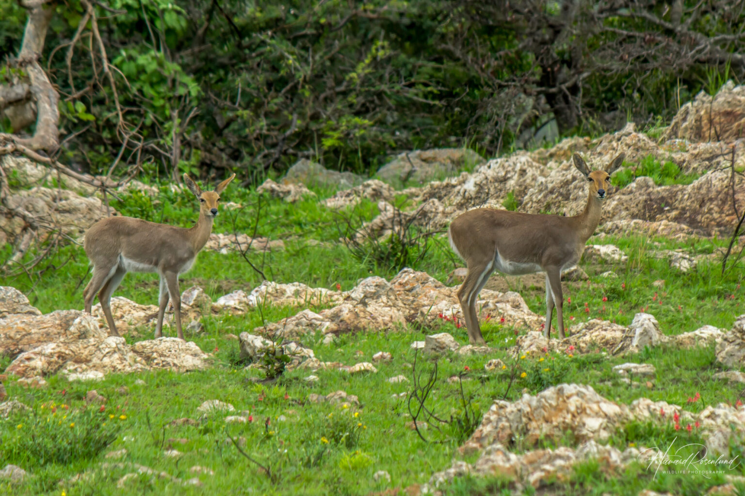 Fjellrørbukk (Redunca fulvorufula) @ Phinda Private Game Reserve, Sør-Afrika. Foto: Håvard Rosenlund