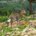 Fjellrørbukk (Redunca fulvorufula) @ Phinda Private Game Reserve, Sør-Afrika. Foto: Håvard Rosenlund