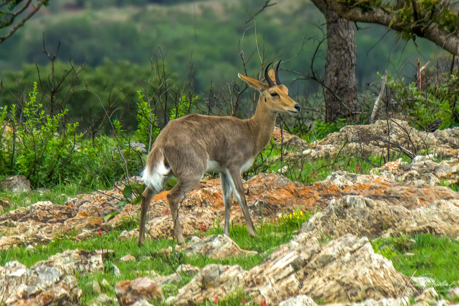 Fjellrørbukk (Redunca fulvorufula) @ Phinda Private Game Reserve, Sør-Afrika. Foto: Håvard Rosenlund