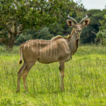 Stor Kudu (Tragelaphus strepsiceros) @ Western Shores - iSimangaliso Wetland Park, Sør-Afrika. Foto: Håvard Rosenlund