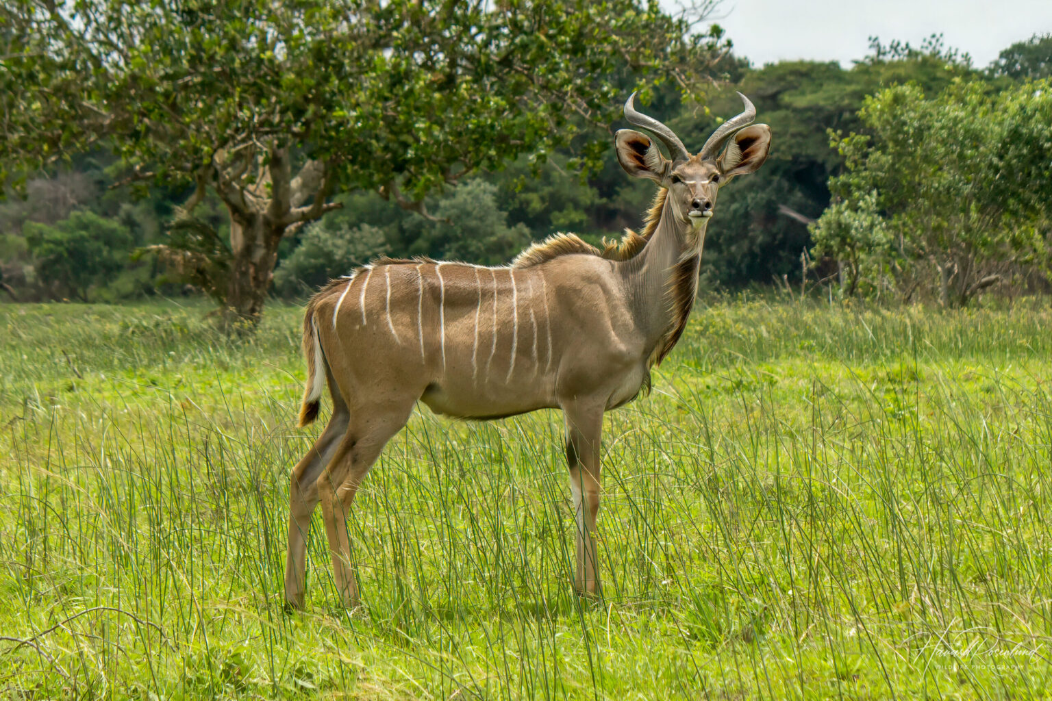 Stor Kudu (Tragelaphus strepsiceros) @ Western Shores - iSimangaliso Wetland Park, Sør-Afrika. Foto: Håvard Rosenlund