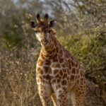 Southern Giraffe (Giraffa giraffa) @ Ndumo Game Reserve, South Africa. Photo: Håvard Rosenlund