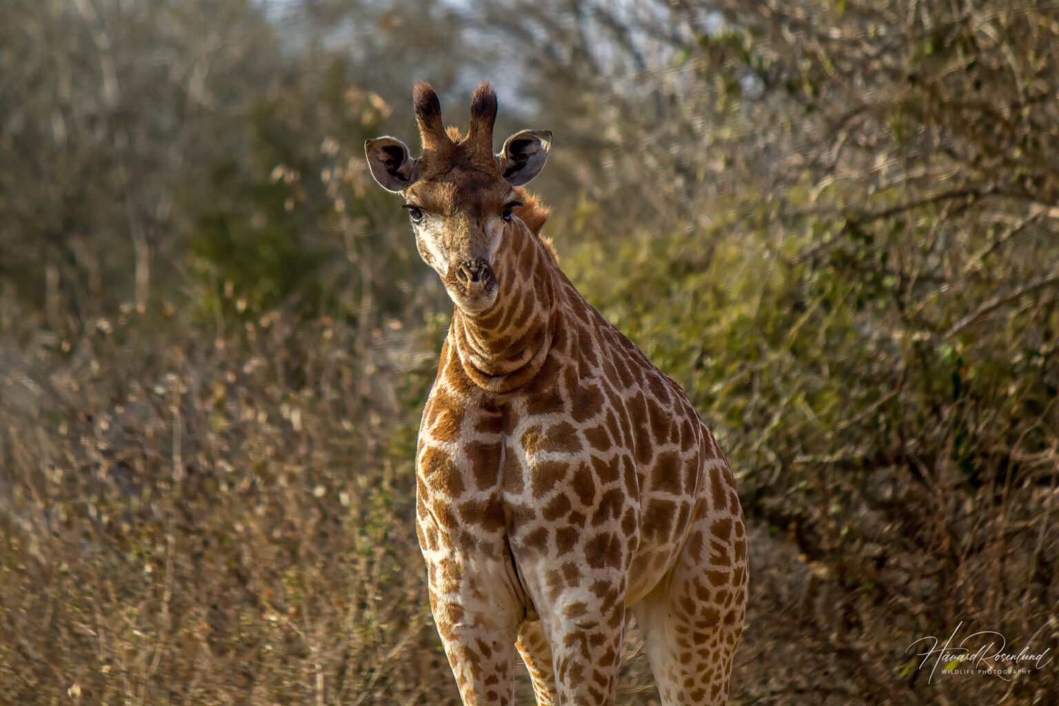 Southern Giraffe (Giraffa giraffa) @ Ndumo Game Reserve, South Africa. Photo: Håvard Rosenlund
