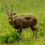 Sørlig Skriftantilope (Tragelaphus sylvaticus) @ Western Shores – iSimangaliso Wetland Park, Sør-Afrika. Foto: Håvard Rosenlund