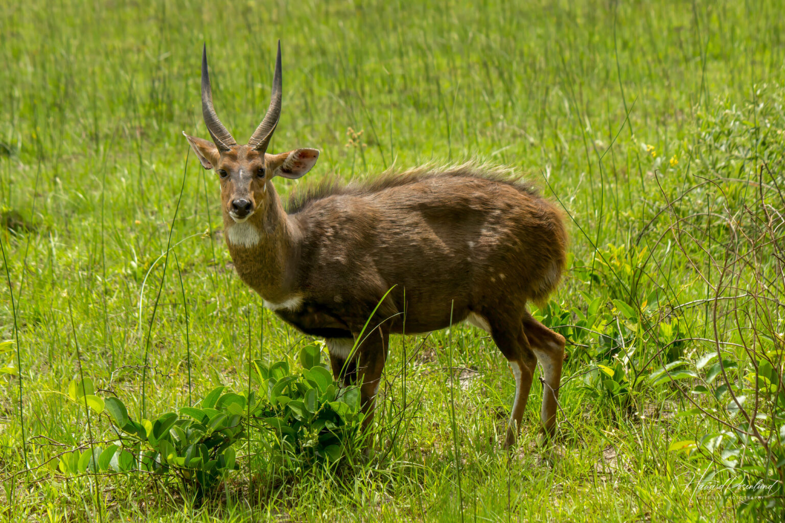 Sørlig Skriftantilope (Tragelaphus sylvaticus) @ Western Shores – iSimangaliso Wetland Park, Sør-Afrika. Foto: Håvard Rosenlund