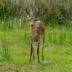 Southern Reedbuck (Redunca arundinum) @ Western Shores - iSimangaliso Wetland Park, South Africa. Photo: Håvard Rosenlund