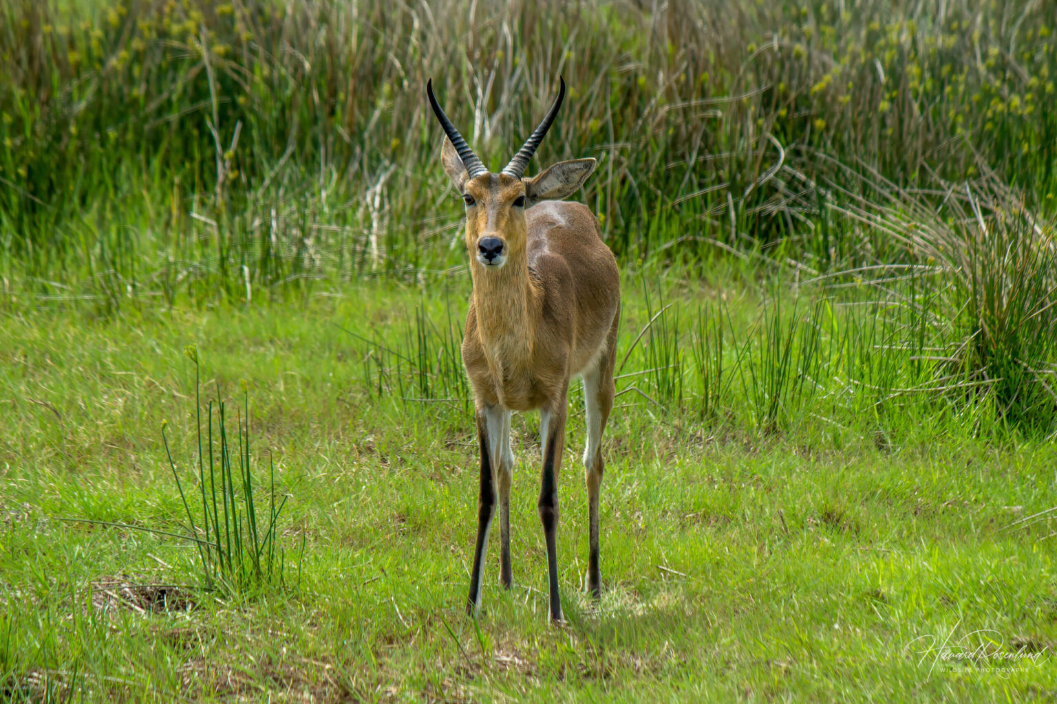 Southern Reedbuck (Redunca arundinum) @ Western Shores - iSimangaliso Wetland Park, South Africa. Photo: Håvard Rosenlund