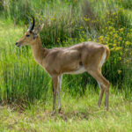 Southern Reedbuck (Redunca arundinum) @ Western Shores - iSimangaliso Wetland Park, South Africa. Photo: Håvard Rosenlund