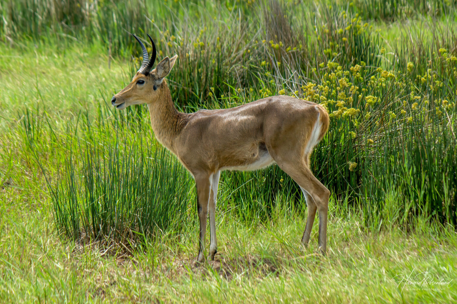 Southern Reedbuck (Redunca arundinum) @ Western Shores - iSimangaliso Wetland Park, South Africa. Photo: Håvard Rosenlund