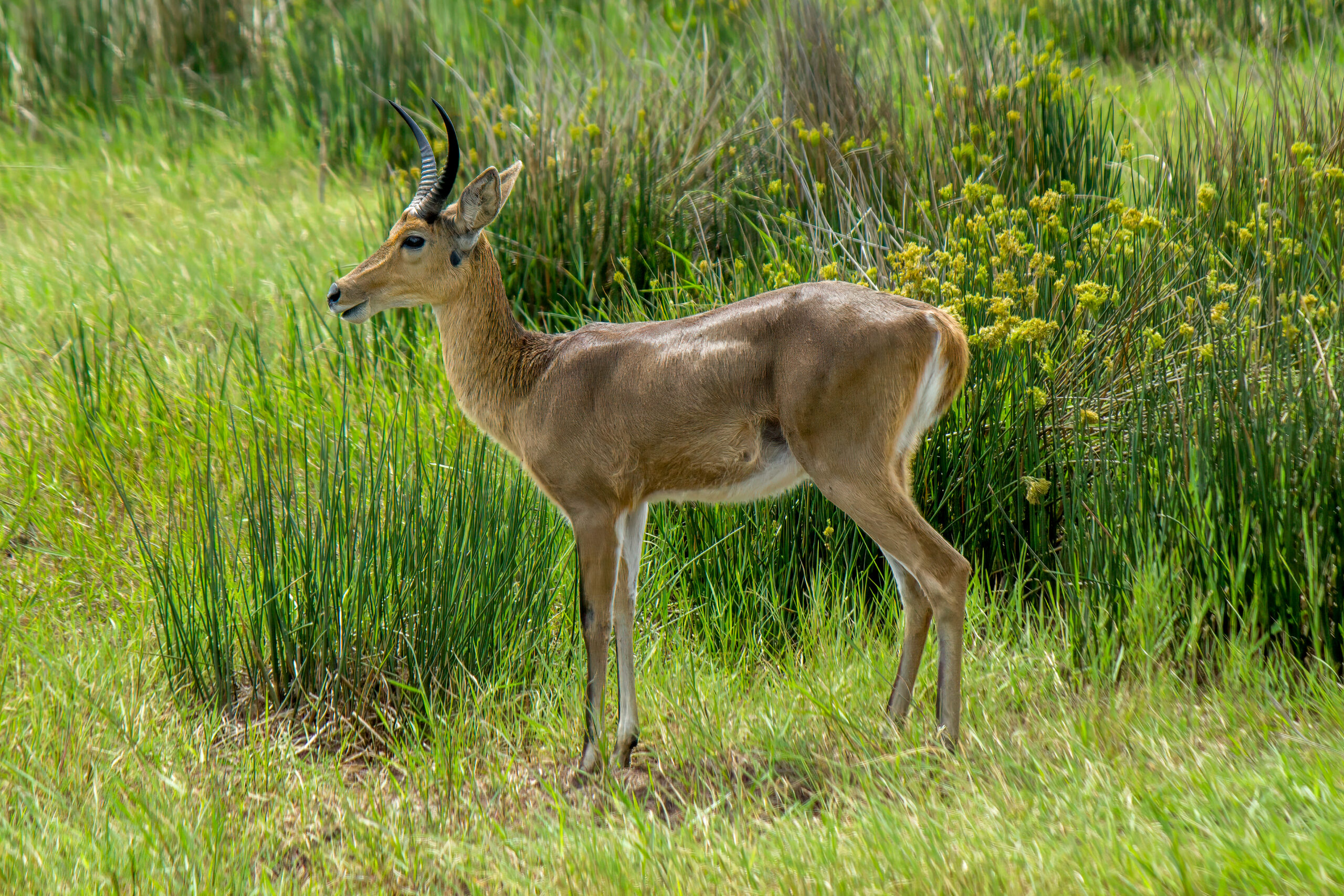 Southern Reedbuck (Redunca arundinum) @ Western Shores - iSimangaliso Wetland Park, South Africa. Photo: Håvard Rosenlund