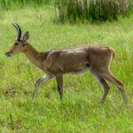 Southern Reedbuck (Redunca arundinum) @ Western Shores - iSimangaliso Wetland Park, South Africa. Photo: Håvard Rosenlund