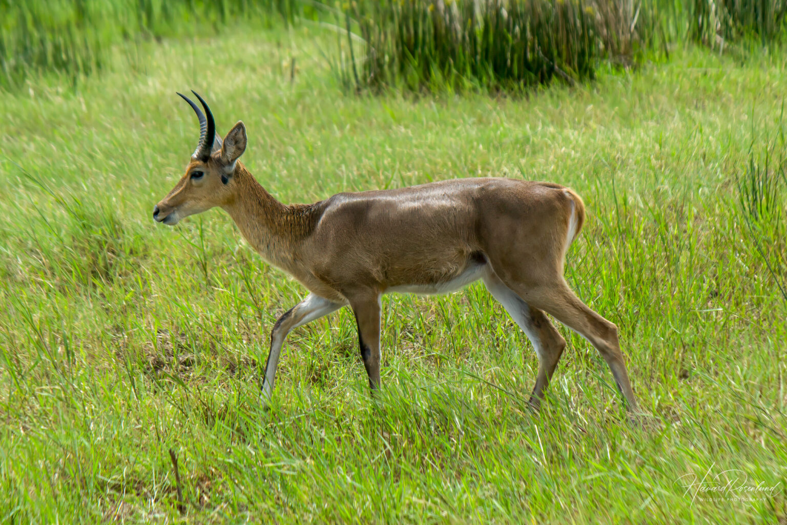Southern Reedbuck (Redunca arundinum) @ Western Shores - iSimangaliso Wetland Park, South Africa. Photo: Håvard Rosenlund
