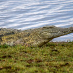 Nile Crocodile (Crocodylus niloticus) @ Ndumo Game Reserve, South Africa. Photo: Håvard Rosenlund