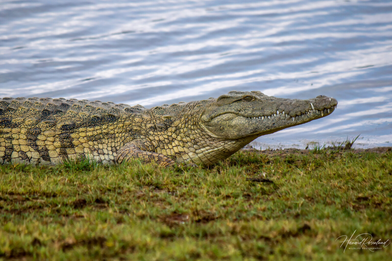 Nile Crocodile (Crocodylus niloticus) @ Ndumo Game Reserve, South Africa. Photo: Håvard Rosenlund