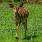 Nyala (Tragelaphus angasii) - Female @ Tembe Elephant Park, South Africa. Photo: Håvard Rosenlund